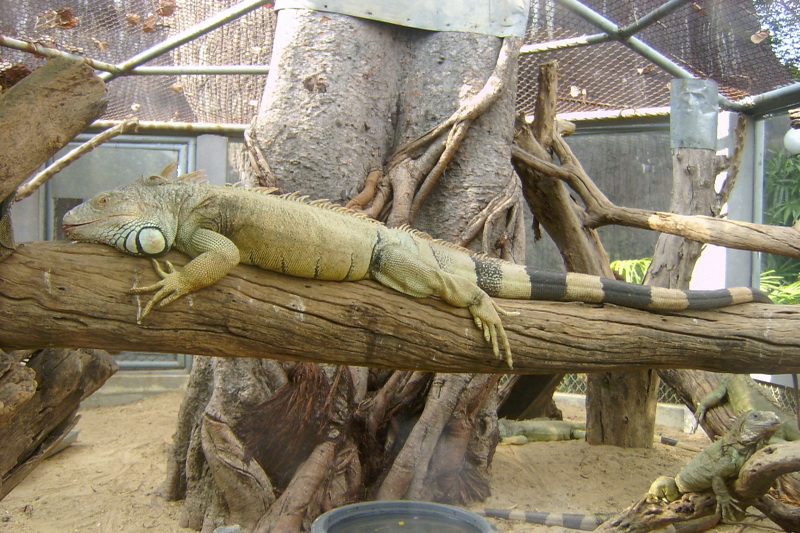 Thailand, Bangkok, Dusit Zoo